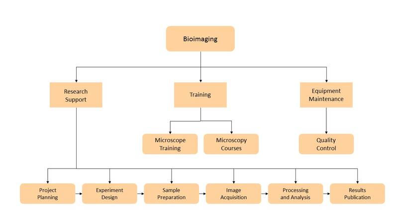 bioimaging_process.jpg