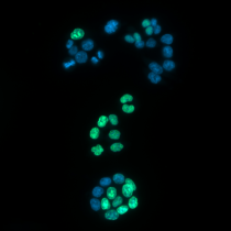 Image by Maria Henriques, João Ferreira and José Rino